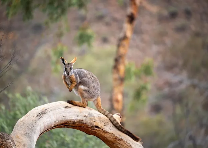 Arkaroola Wilderness Sanctuary